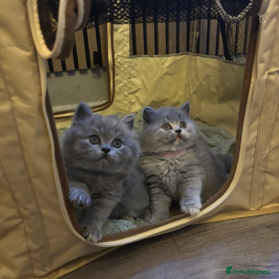 British Shorthair cats for sale: BEAUTIFUL BRITISH SHORT AND LONG HAIR KITTENS - Image 1