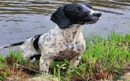 English Springer Spaniel dogs for sale: English springer spaniel pups  - Image 25