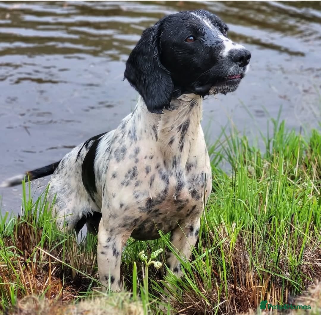 English Springer Spaniel dogs for sale: English springer spaniel pups  - Image 25