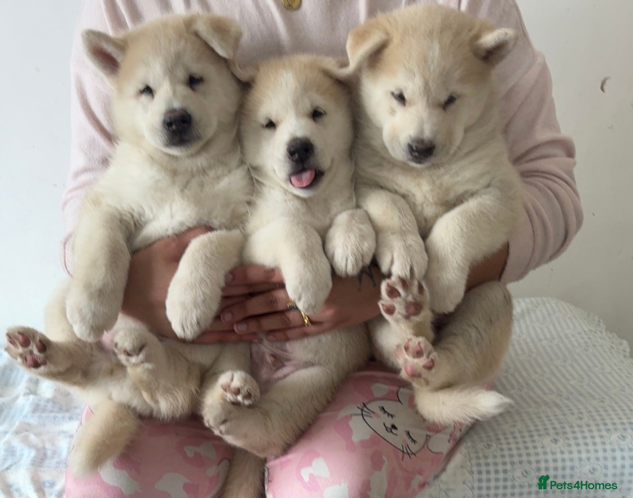 Siberian Husky dogs Siberian husky  - Advert 1