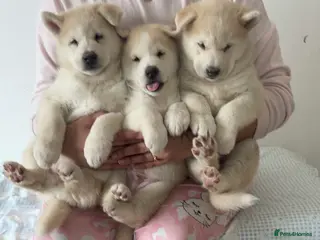 Siberian Husky dogs Siberian husky - Advert 1