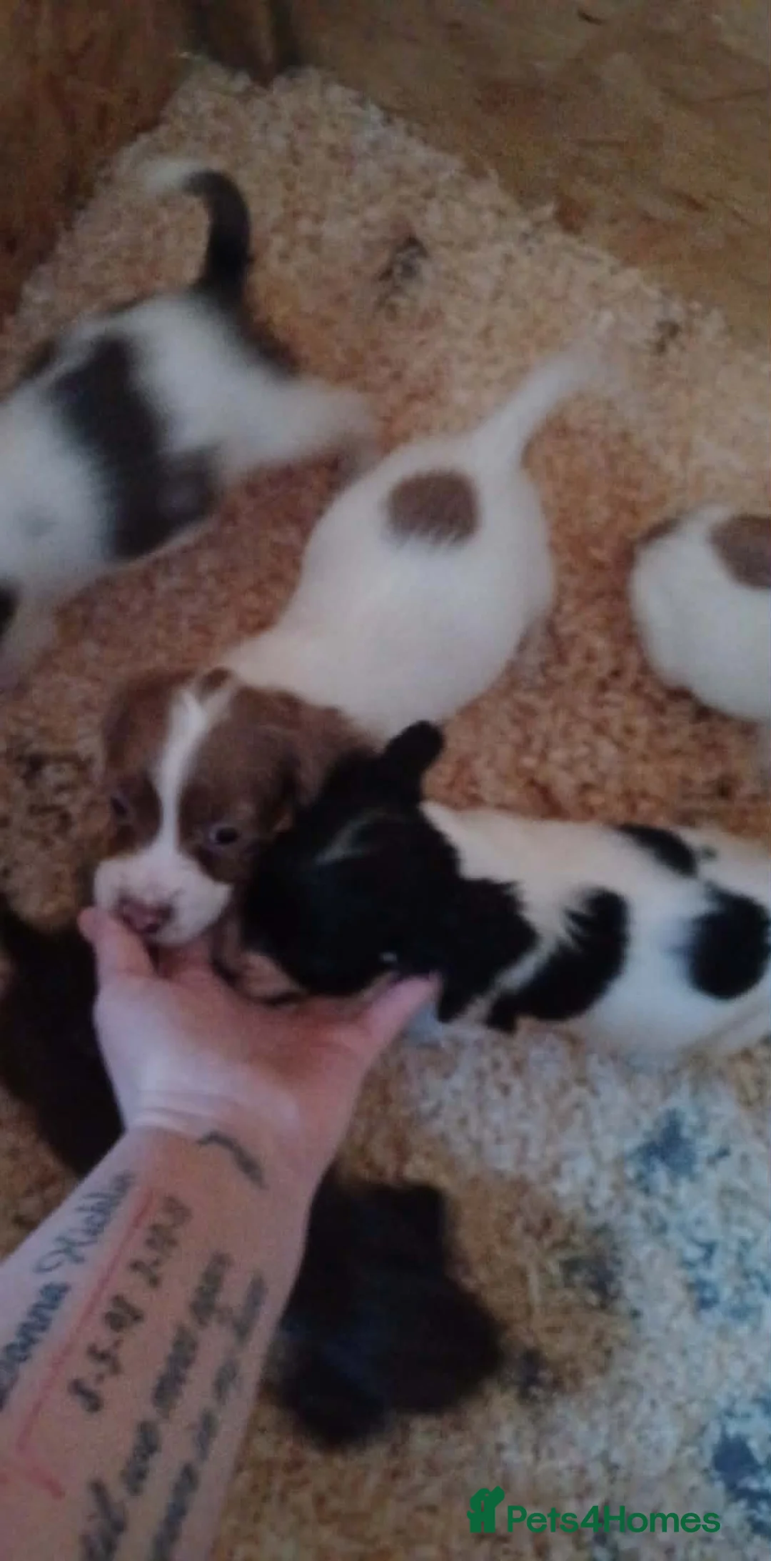 Cocker Spaniel dogs for sale: A beautiful litter of cocker spaniels  - Advert 17