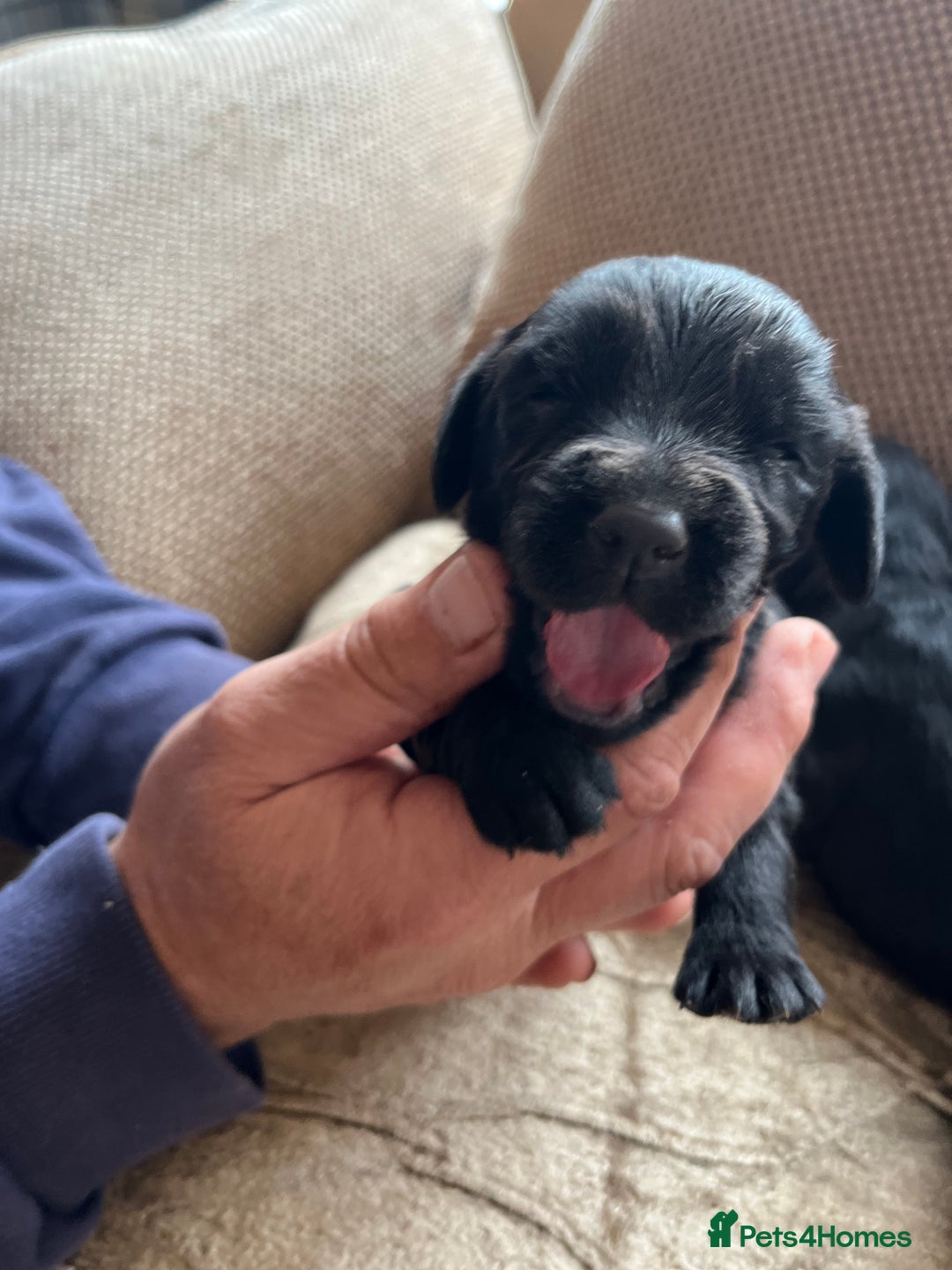 Cocker Spaniel dogs for sale: 6 adorable Cocker Spaniel pups - Image 7