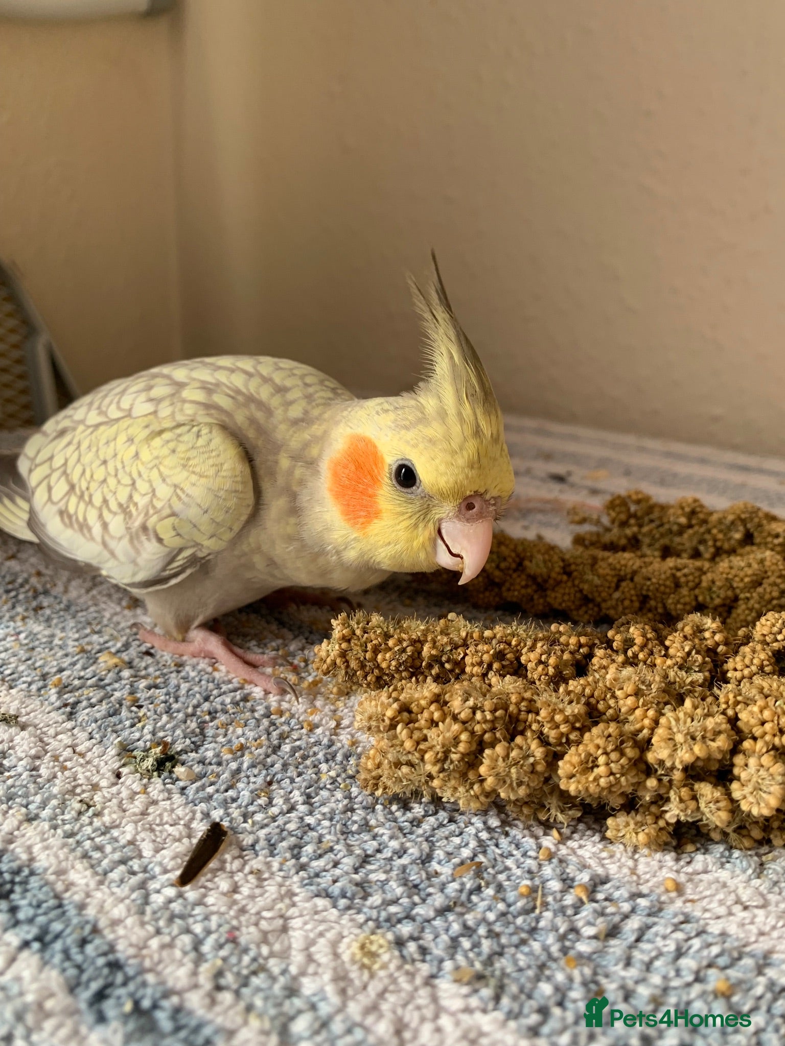 Parakeets birds Cockatiel & Kakariki Hand Reared! - Advert 2