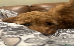 Toy Poodle dogs for sale: Stunning toy poodles  - Advert 28