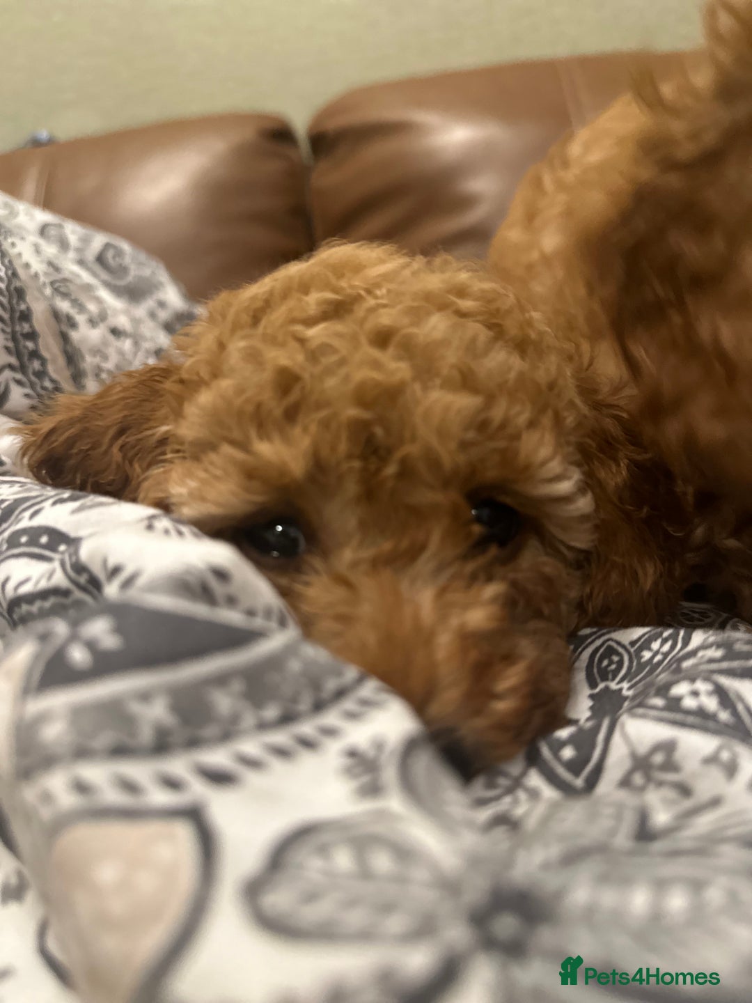 Toy Poodle dogs for sale: Stunning toy poodles  - Advert 28