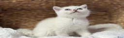 Scottish Fold cats for sale: British short hairs (Scottish straight) ready  - Advert 14