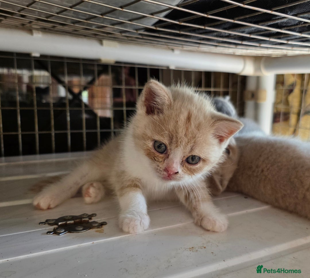 British Shorthair cats for sale: British Shorthairs Stunning Litter - Image 4