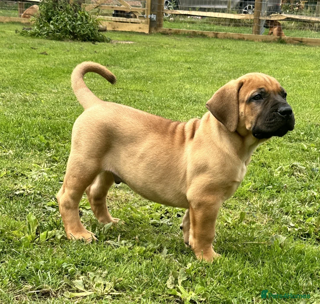Boerboel dogs for sale: Topguard Kennels 2026 waitlist now open! in Horsham - Advert 15