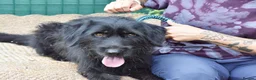 Mixed Breed dogs for adoption: Terron in Alfreton - Advert 3