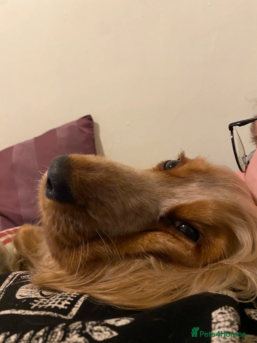 Cocker Spaniel dogs for sale: Female cocker spaniel  - Advert 2