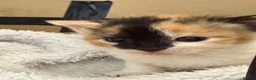 Mixed Breed cats for sale: *Beautiful mixed litter* - Advert 25