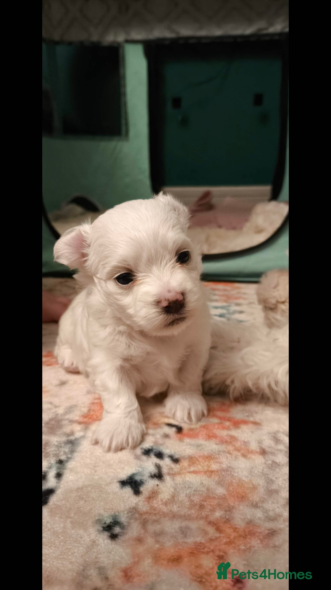Maltese dogs for sale: Korean line Maltese puppies - Advert 10