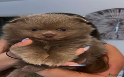 Pomeranian dogs for sale: Gorgeous Lilac Pomeranian Puppy - Image 6