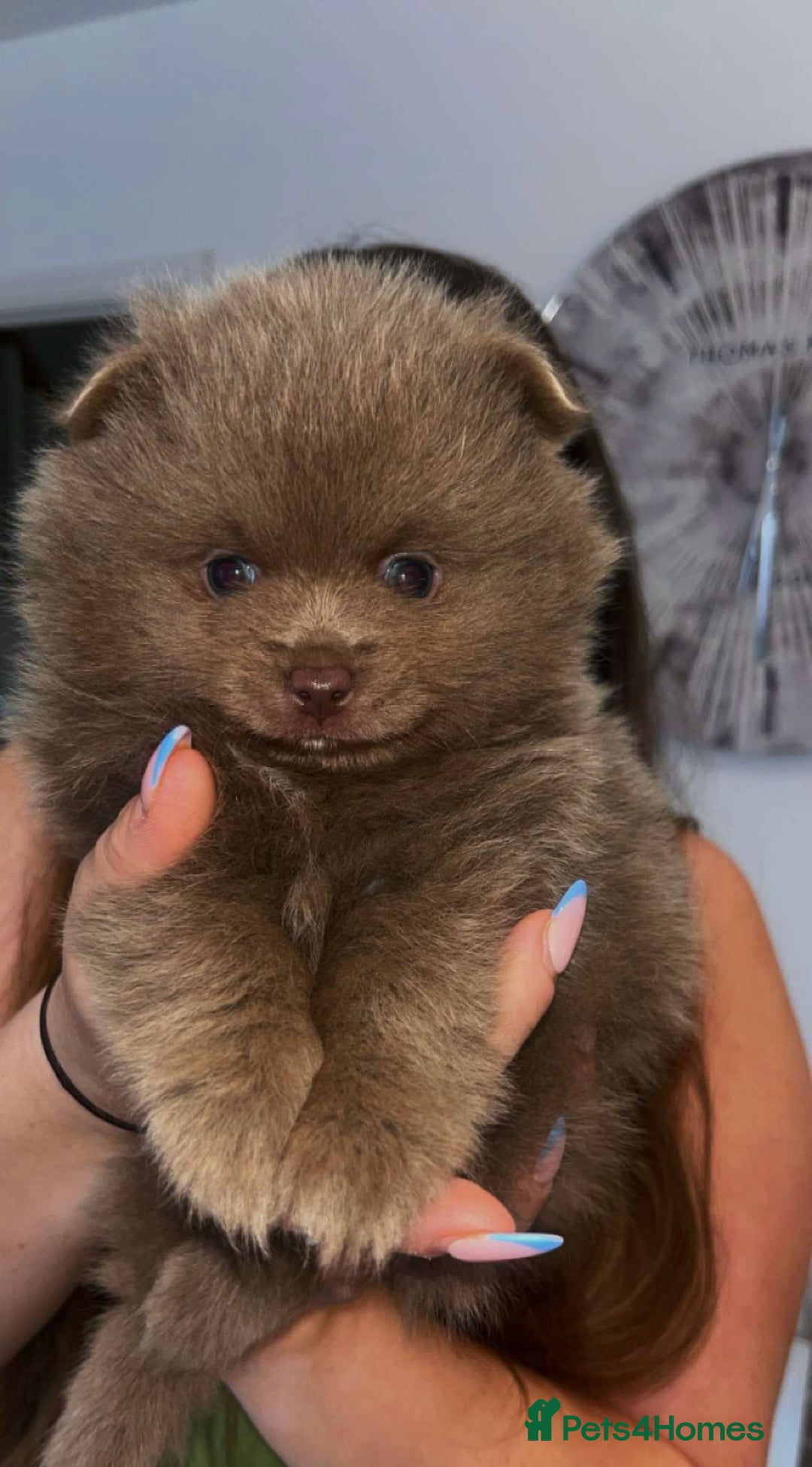 Pomeranian dogs for sale: Gorgeous Lilac Pomeranian Puppy - Image 6