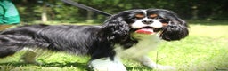 Cavalier King Charles Spaniel dogs for stud: Prince 👑 - Professional Stud Service  - Advert 3