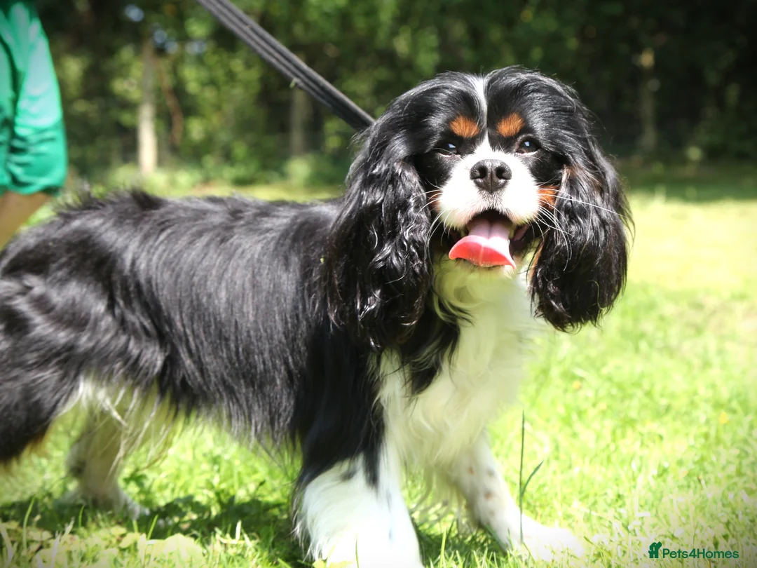 Cavalier King Charles Spaniel dogs for stud: Prince 👑 - Professional Stud Service  - Advert 3
