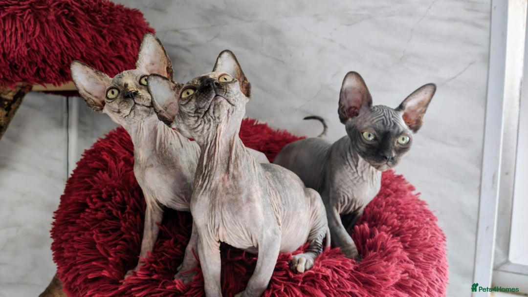 Sphynx cats for sale: Canadian Sphynx TICA REGISTERED. - Image 20