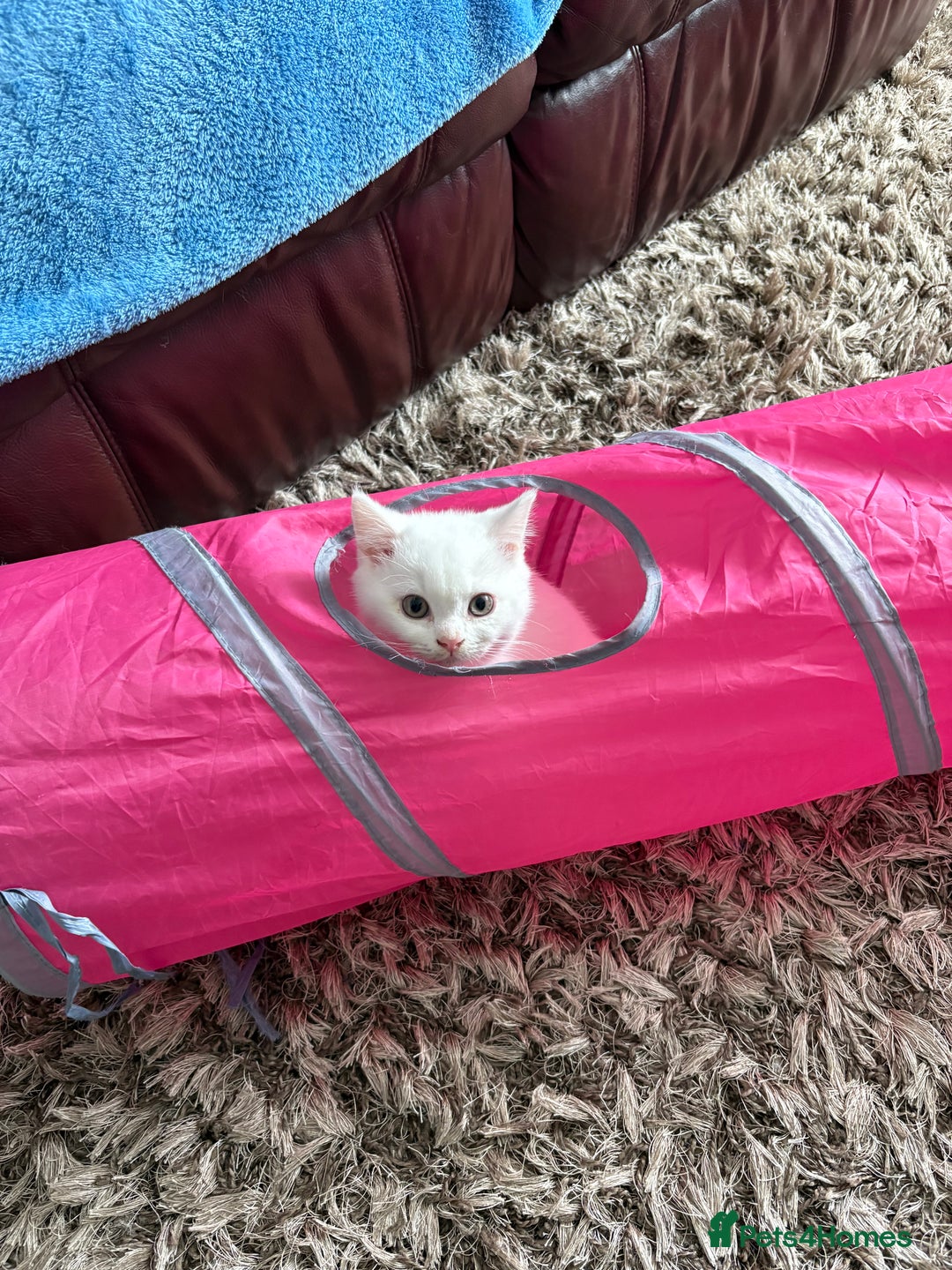 British Shorthair cats for sale: 2 british shorthair/longhair X Scottish fold boys  - Image 5