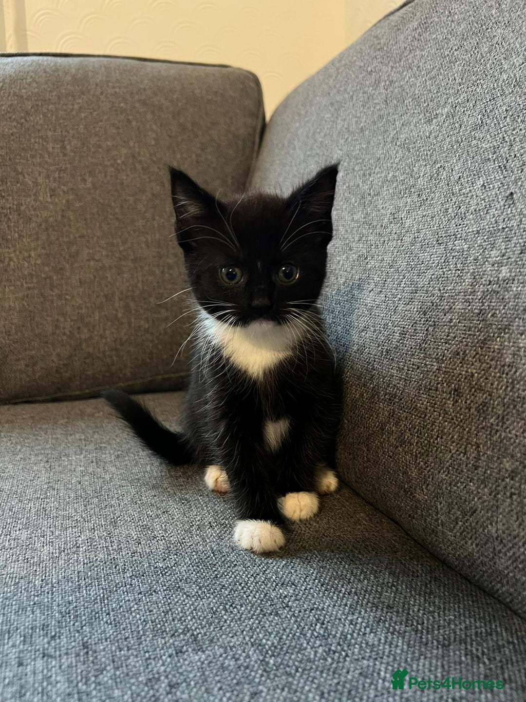 Maine Coon cats for sale: Little Half Main Coons - Advert 31