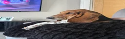 Basset Hound dogs for sale: Norbett the Bassett - Advert 3