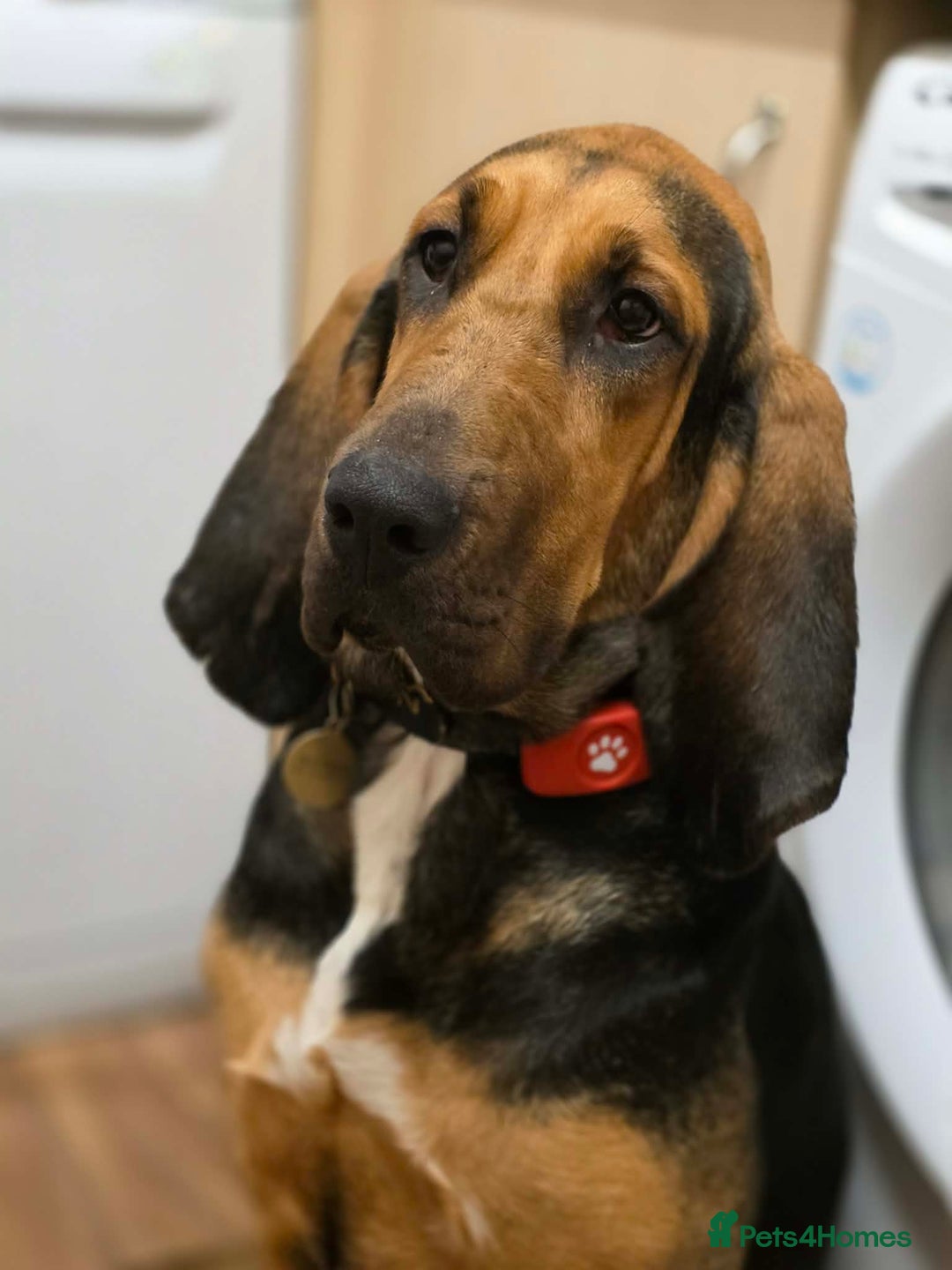 Bloodhound dogs for sale: Blood hound  - Advert 2