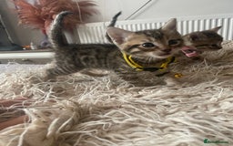 Mixed Breed cats for sale: 7 Half Snow Bengal kittens - Image 13