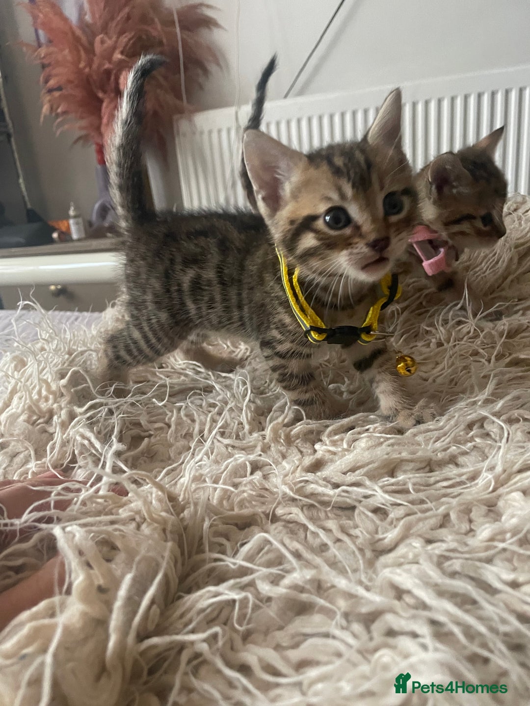 Mixed Breed cats for sale: 7 Half Snow Bengal kittens - Image 13