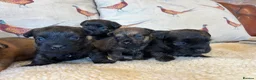 Mixed Breed dogs for sale: Cairn x Patterdale  - Advert 4