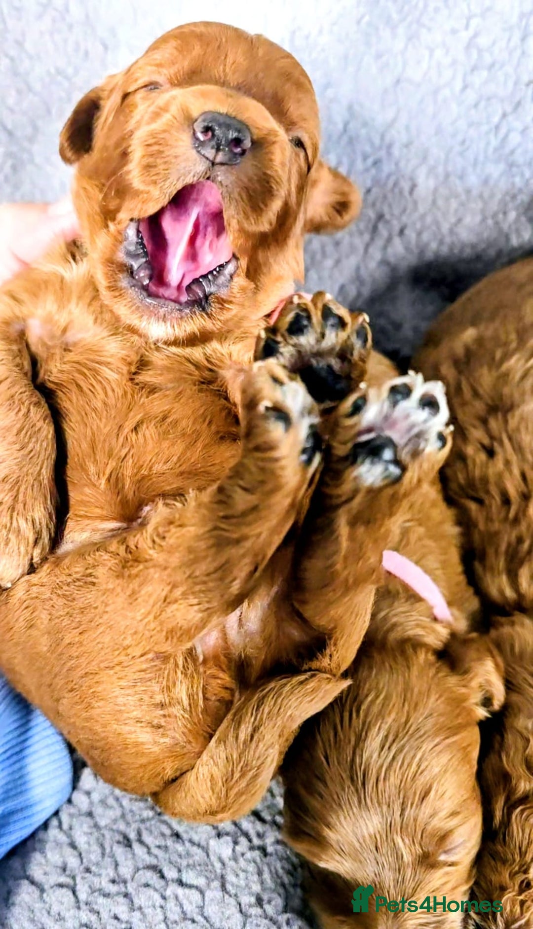 Cockapoo dogs for sale: GENUINE F1B COCKAPOO PUPPIES  - Image 17