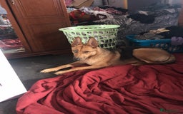 Shepsky dogs for sale: German shepherd cross husky  - Advert 4