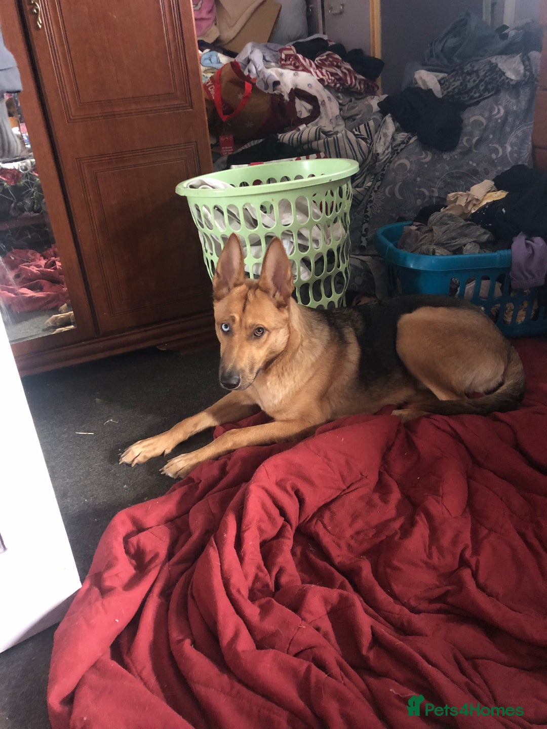 Shepsky dogs for sale: German shepherd cross husky  - Advert 4
