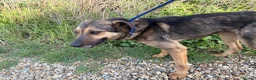 Mixed Breed dogs for adoption: Jenkins - Norwich Norfolk  - Advert 7