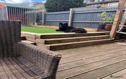 German Shepherd dogs for sale: German shepherd top class - Image 4