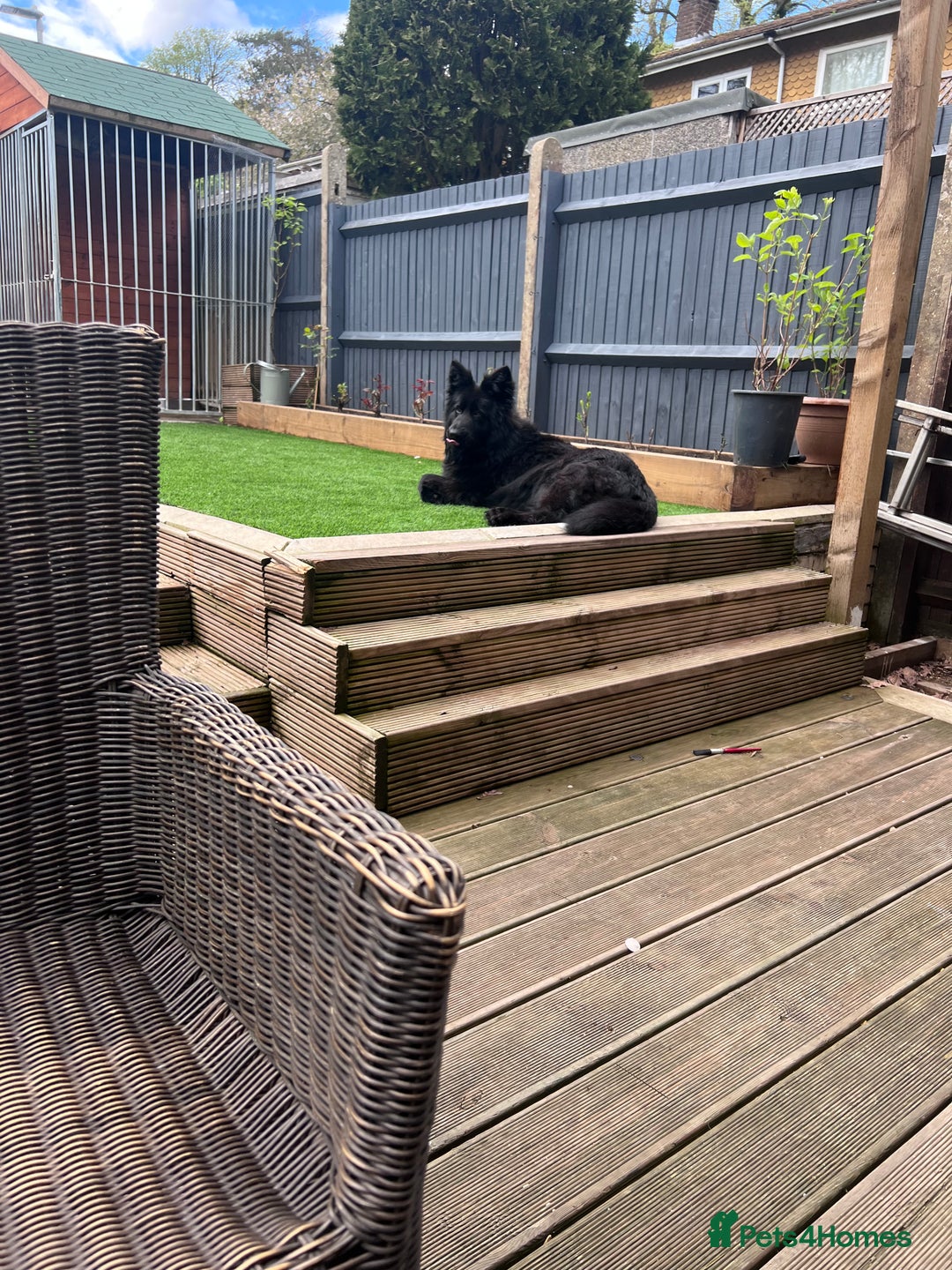 German Shepherd dogs for sale: German shepherd top class - Image 4