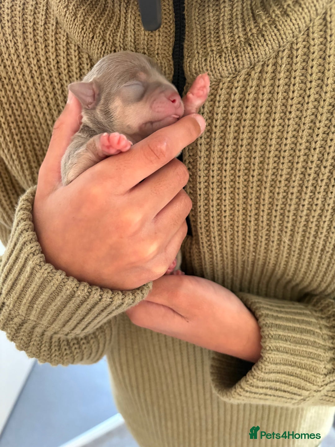 Chihuahua dogs for sale: Stunning Chihuahua Puppies!!  - Advert 5