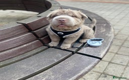 Shar Pei dogs for sale: Lilac bear coat Shar pei for sale  - Image 7