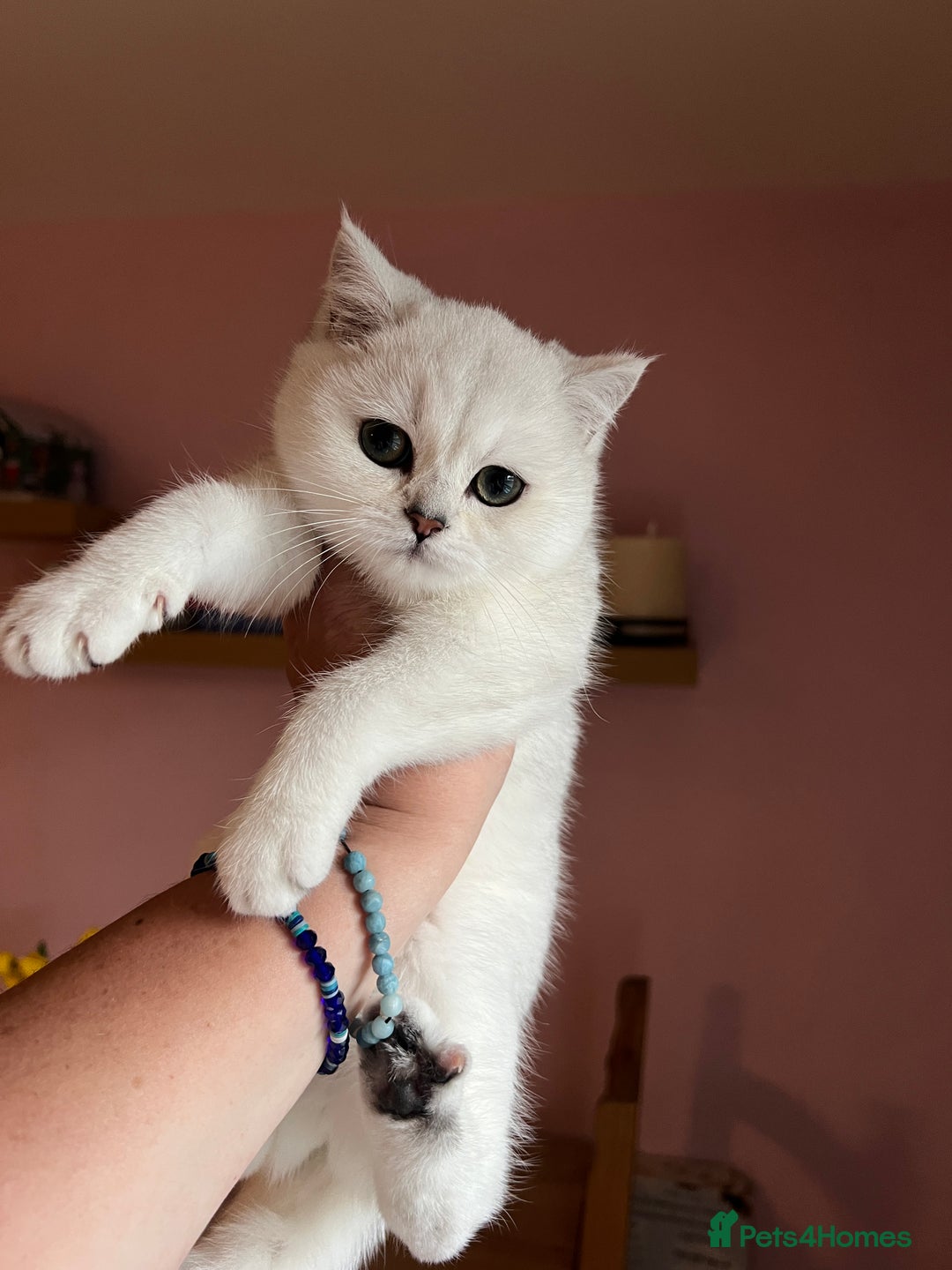 British Shorthair cats for sale: Beautiful BSH Girls - GCCF Reg - Advert 5