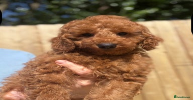 Miniature Poodle dogs in Stafford - Advert 4