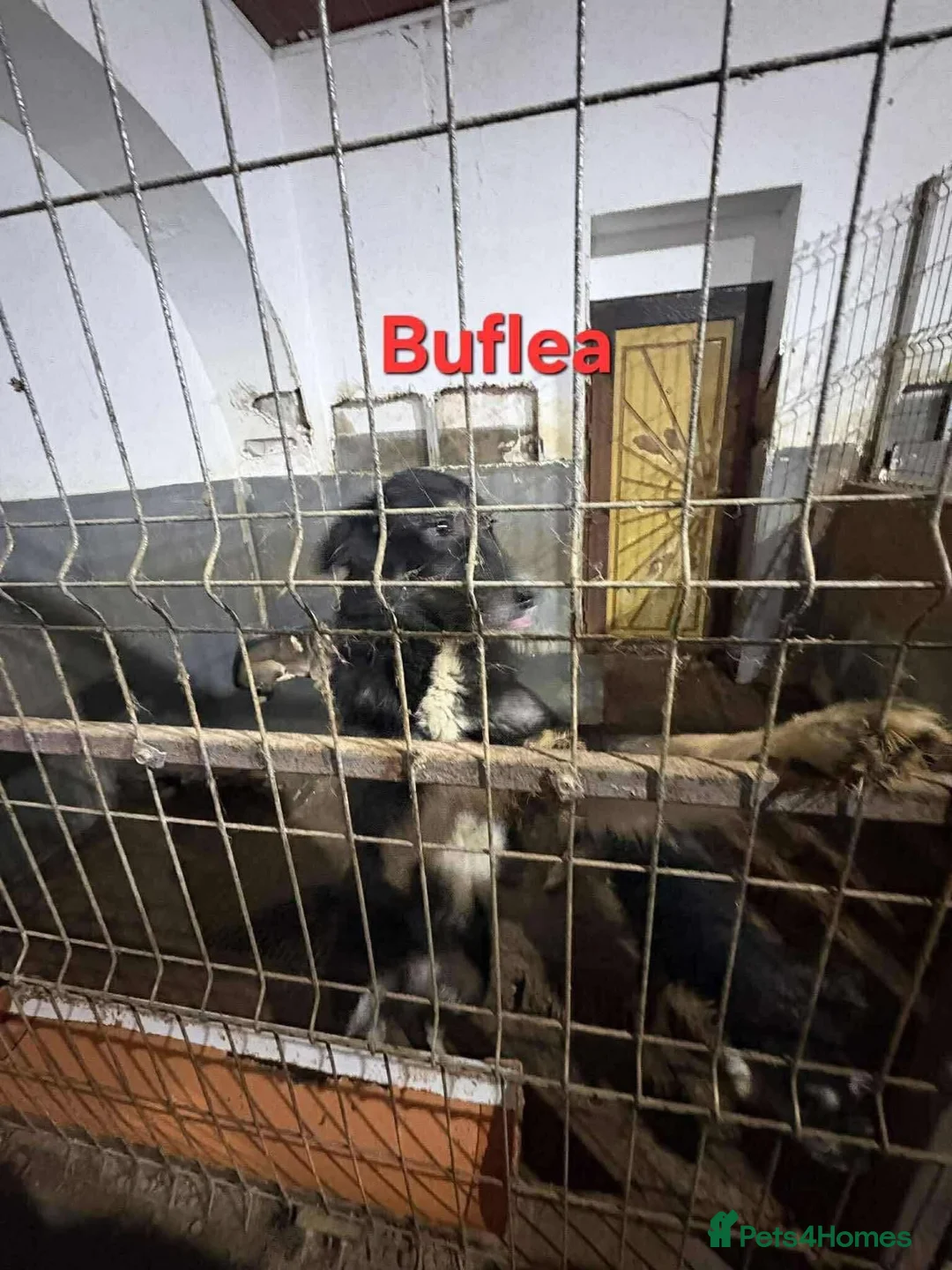 Mixed Breed dogs for adoption: Waffle - Norwich Norfolk  - Advert 4