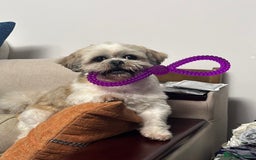 Shih Tzu dogs for sale: ******: Oreo, Smart & Independent - Image 4