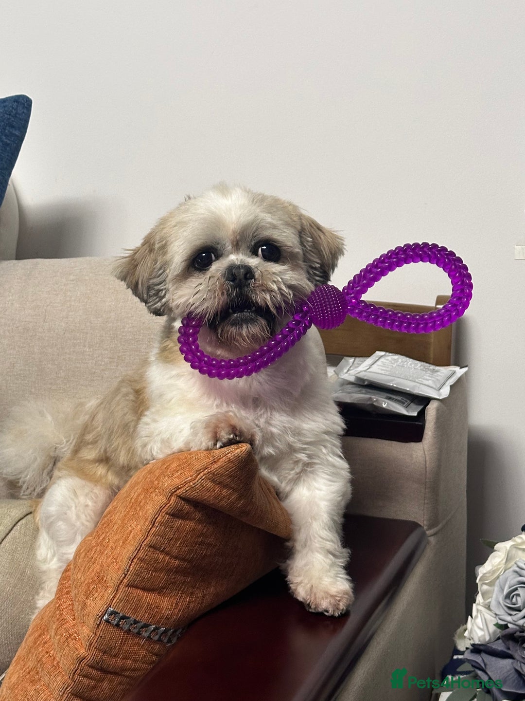 Shih Tzu dogs for sale: ******: Oreo, Smart & Independent - Image 4