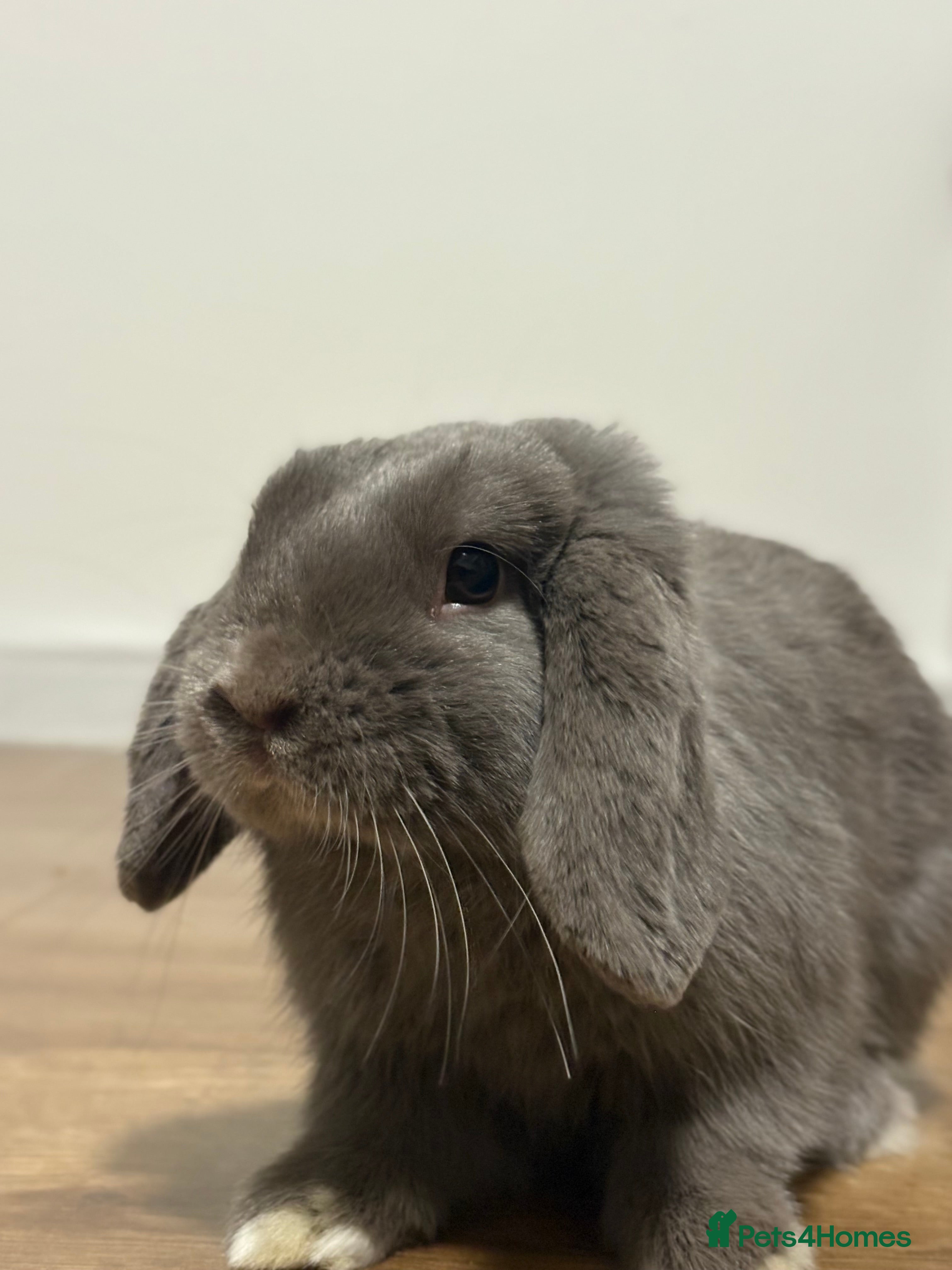 Mini Lop rabbits Buck for re homing  - Advert 1