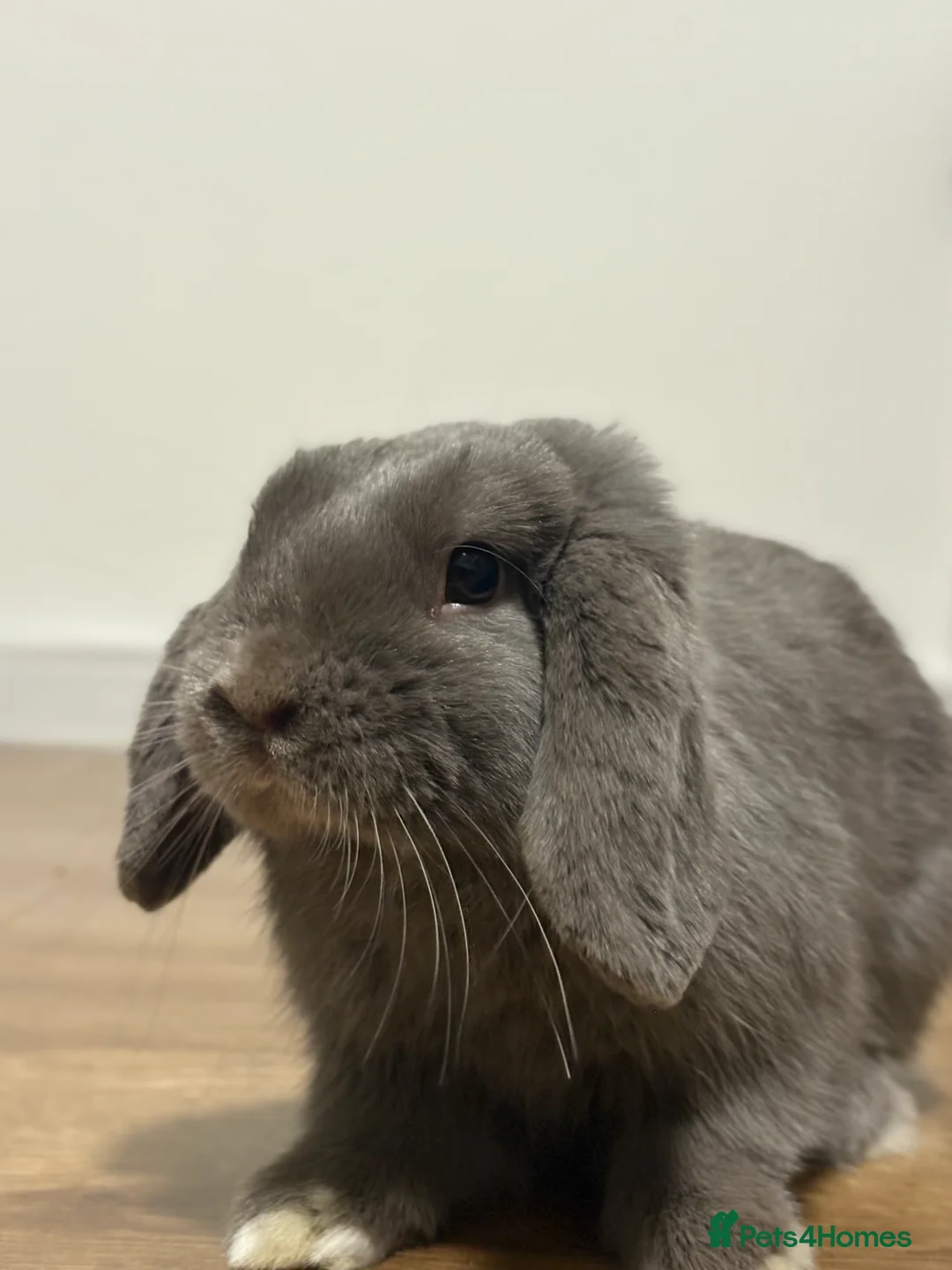 Mini Lop rabbits for sale: Buck for re homing  - Advert 1