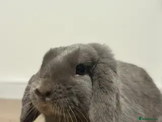 Mini Lop rabbits Buck for re homing - Advert 1