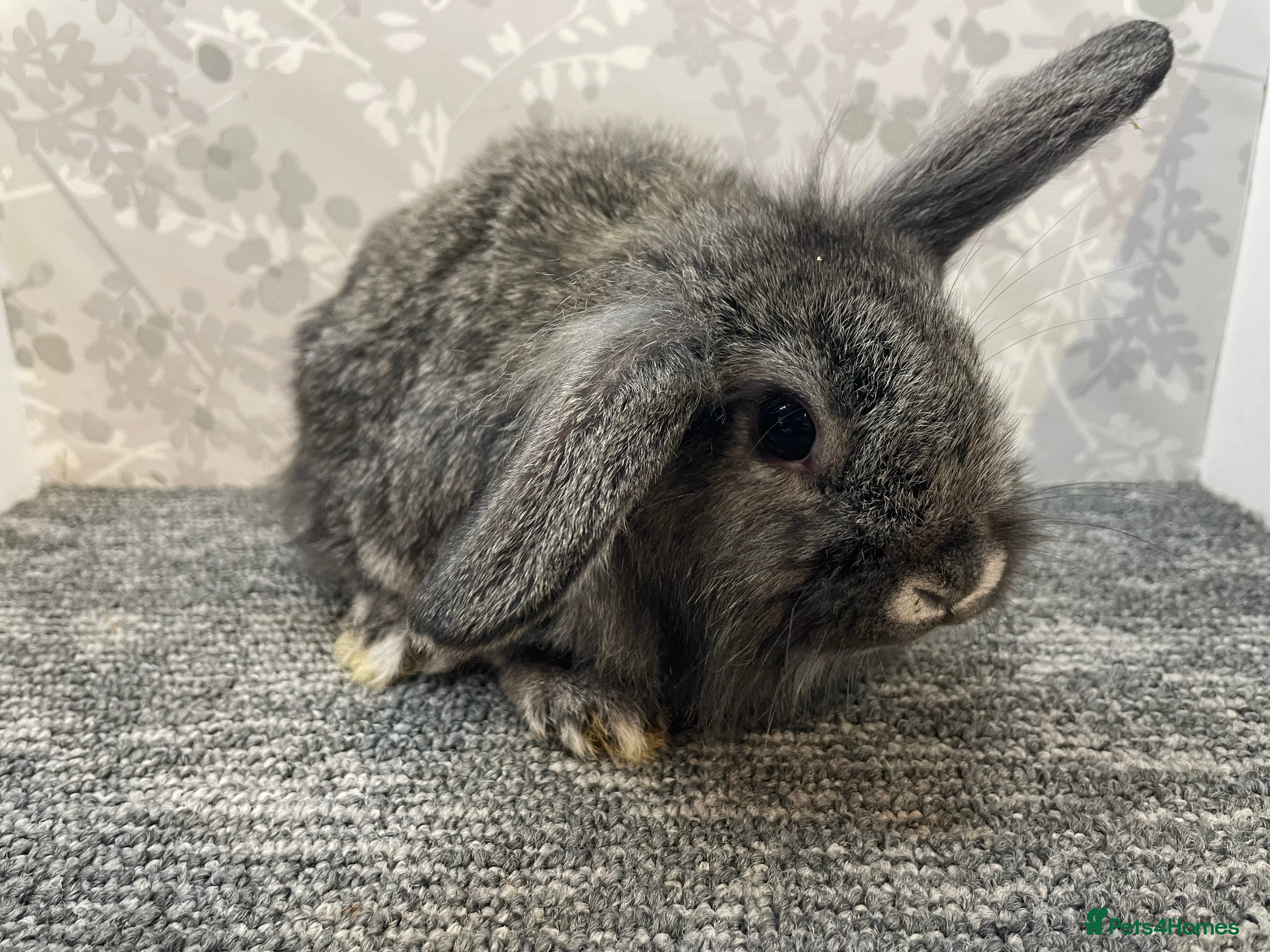 Lionhead rabbits 4 lionhead lops - Advert 1