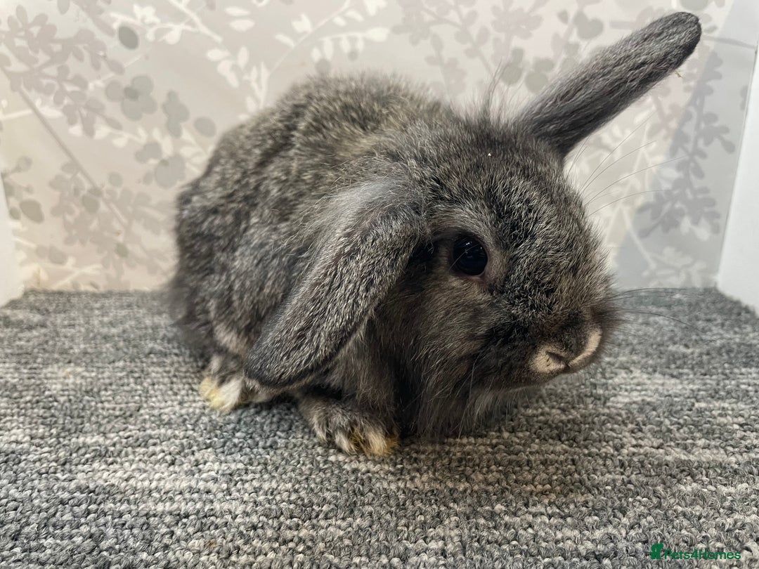 Lionhead rabbits for sale: 4 lionhead lops - Advert 1