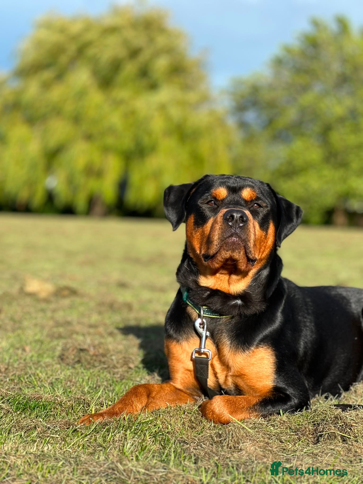 Rottweiler dogs Bruce the Rottweiler  - Advert 7