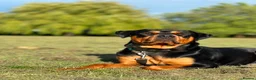 Rottweiler dogs for stud: Bruce the Rottweiler  - Advert 1