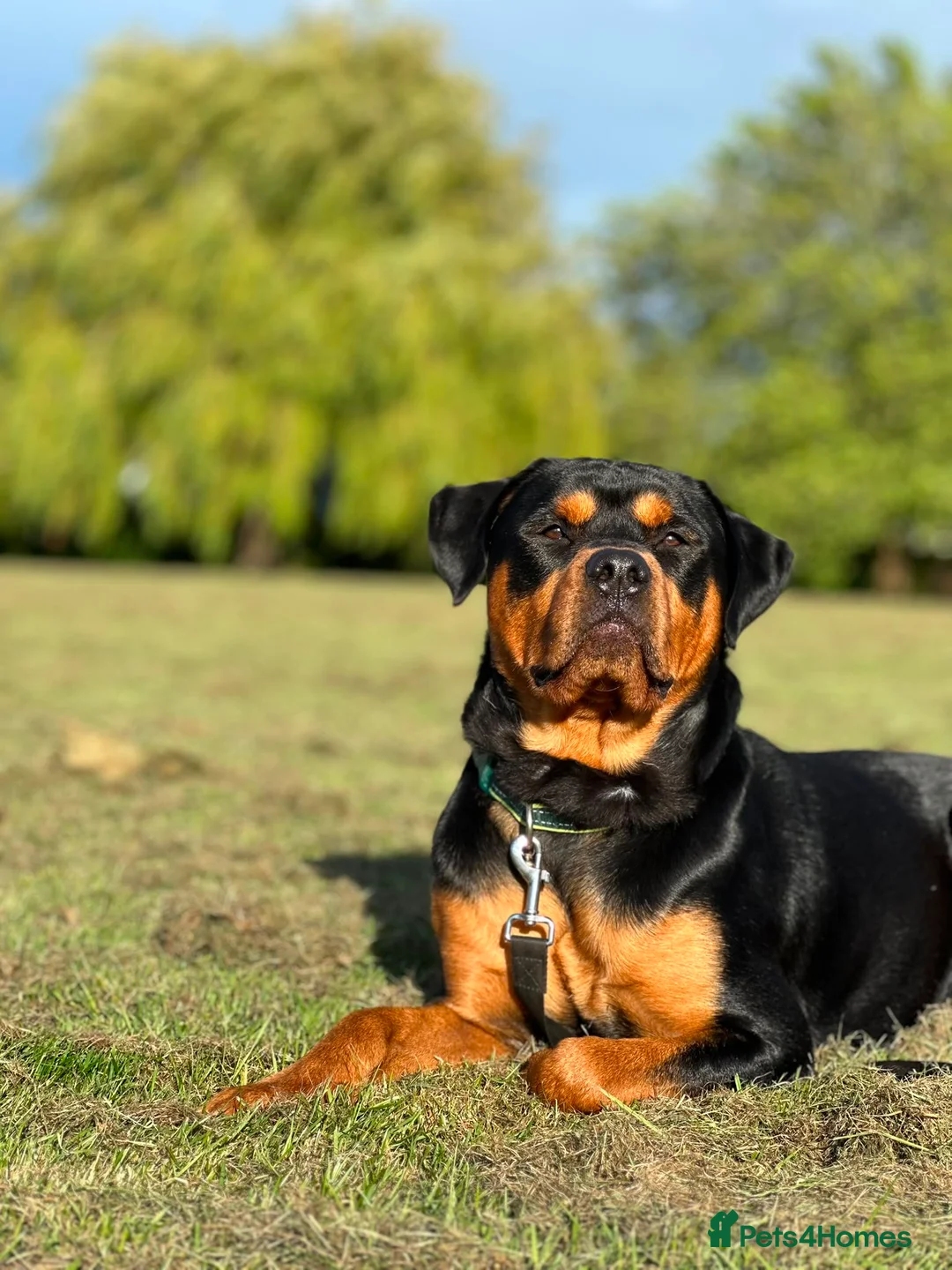 Rottweiler dogs for stud: Bruce the Rottweiler  - Advert 1